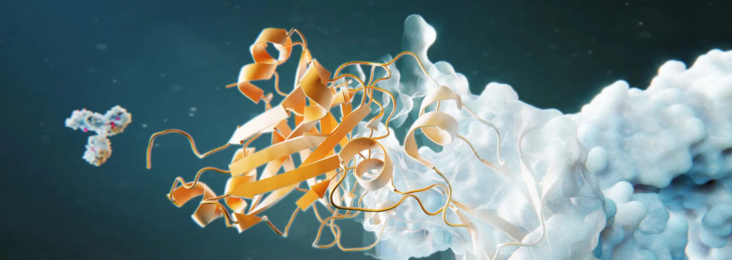 Peptid-Seren für reife Haut: Was Peptide wirklich leisten – und worauf du beim Kauf achten solltest-Wonder Skin