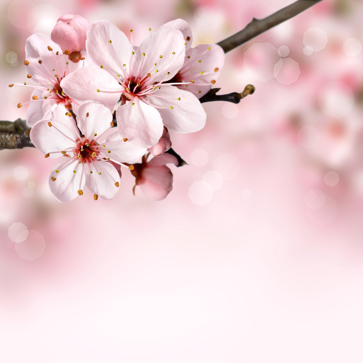 pink_sakura_Hello_Spring_Flyer_1-Wonder Skin
